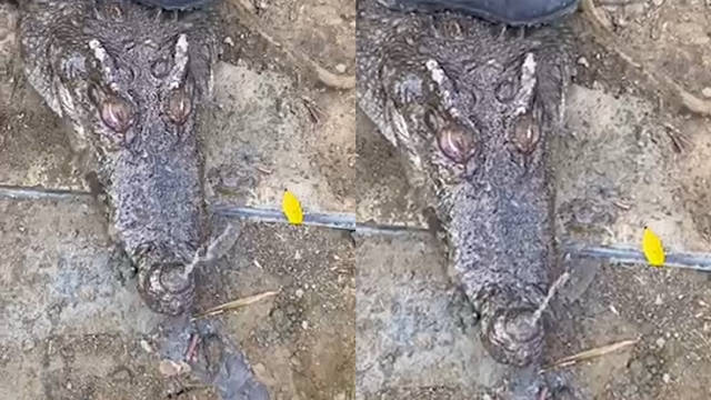 【养殖场200斤鳄鱼溺水死亡,员工:它胆子小】据九派新闻 报道:11月11日,广西柳州一名