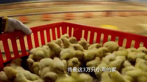 【中国自主育种白羽肉鸡打破国外垄断】中国一年吃掉近50亿只白羽肉鸡,核心种源却长期掌握在两