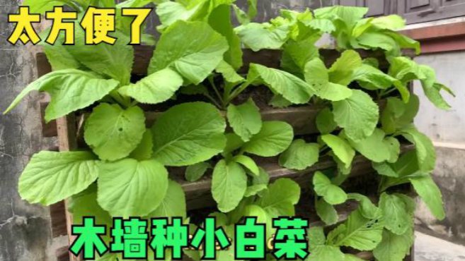 阳台种菜,用木板做成木墙,种小白菜太好了,采光好占地少  