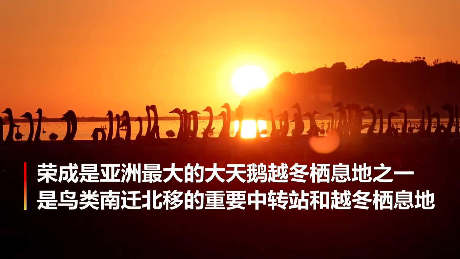 #齐赏好景# 【山东荣成迎年度最佳观鸟季!6000多只天鹅飞抵荣成越冬[爱你]】随着大天鹅