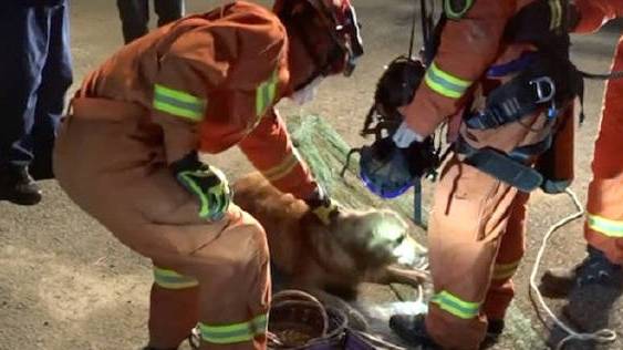 【不慎掉入3米深井 金毛获救后扑进消防员怀里】2月16日,合肥市肥东县岱河路与白马山路交叉