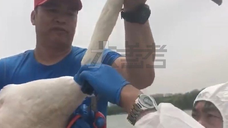 【官方回应天鹅被套颈环原因:为掌握迁徙路线,更好保护天鹅】近日,河南郑州。有网友反映,公园