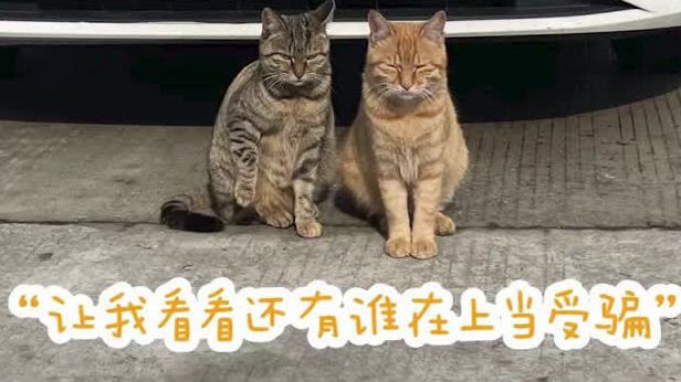 【凭“代言”赚猫粮,两只流浪猫成了派出所反诈“宣传员”】近日,常州溧阳城南派出所的两只猫火