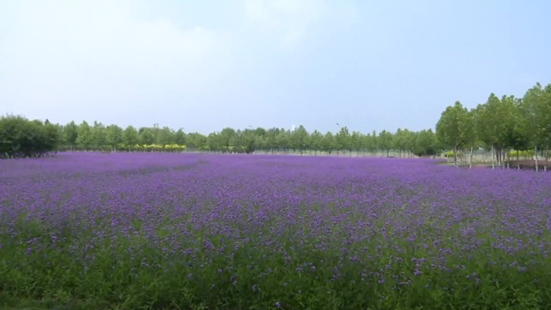 【40万株柳叶马鞭草竞相绽放】关注各区7月6日,在天津港保税区临港商务大厦南侧花田,40万