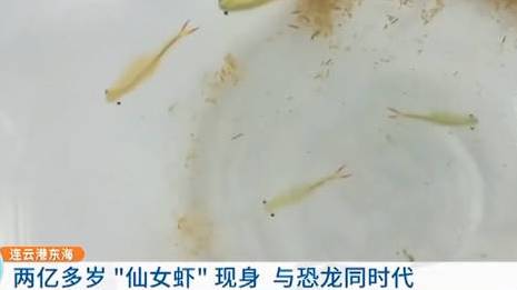 【与恐龙同时代[并不简单]】据江苏新闻 消息:日前,连云港东海县水晶公园一处水塘内,有市民