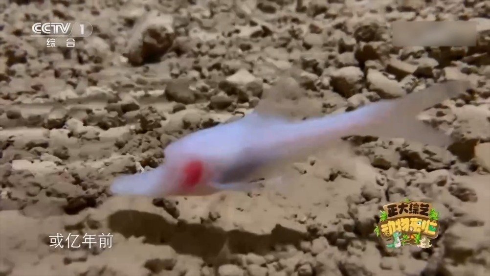 【神秘的盲鱼到底是什么鱼?它是怎样演变成如今的“奇葩”样貌的?一起探秘↓】