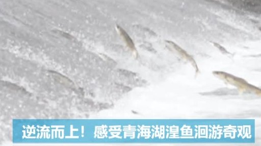 【逆流而上!感受青海湖湟鱼洄游奇观】目前,正值我国最大的内陆咸水湖——青海湖一年一度的湟鱼