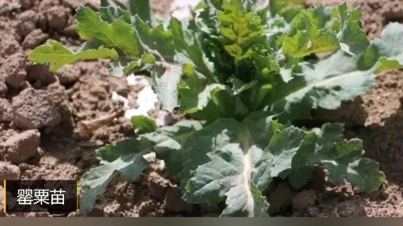 【“罪恶之花”——罂粟千万不能碰】罂粟不是蔬菜,种植一株也是违法,食用罂粟更是危害身体健康