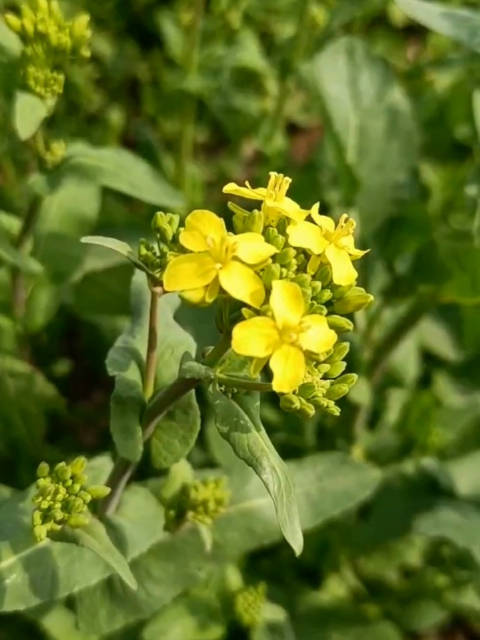 #济南爆料#【济南吴家堡油菜花开了】济南吴家堡席家庄上百亩的油菜花开了,每逢油菜花盛开的季