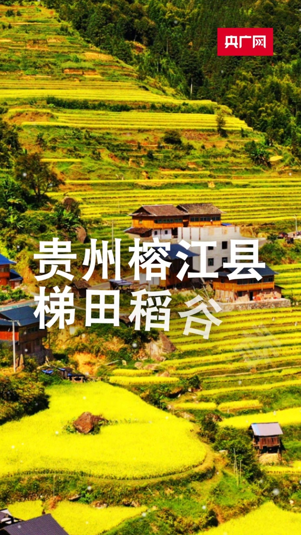 【贵州榕江县:梯田之上 稻谷飘香】即将到来,秋粮丰收,瓜果飘香,央广网推出“云遇丰收节”系