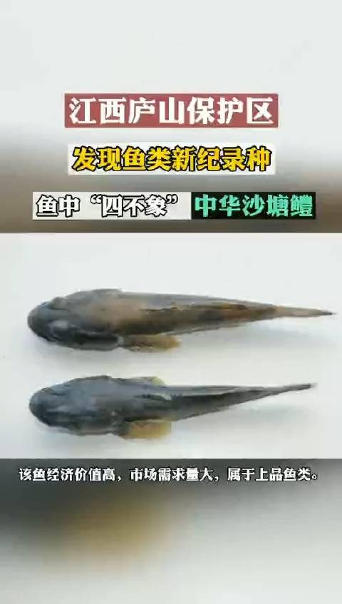 【666!江西发现鱼类新纪录种 鱼中“四不像”中华沙塘鳢[围观]】7月15日,江西庐山保护