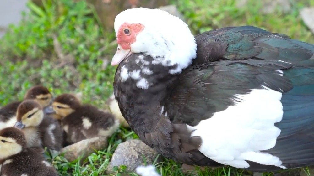 乡村生活,番鸭妈妈和鸭鸭幼崽们。  