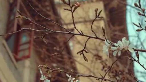 【春天已来】这个春天,虽然艰难,却如期而至。这场疫情,是一次大考,也是一次检验。面对灾难,