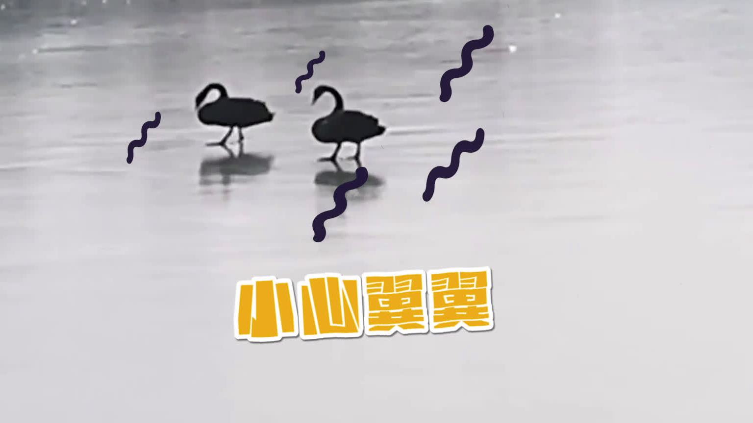 【真·如履薄冰天鹅在冰上走路的姿势太可爱了】天气寒冷,湖水被冻成冰,两只黑天鹅尝试穿越结冰