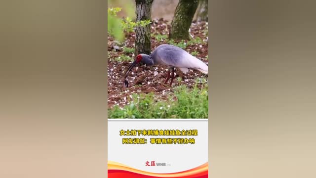 【女士拍下朱鹮捕食娃娃鱼全过程,网友调侃:事情有些不好办呐】近日,陕西汉中的张女士拍摄到一
