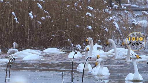 #白天鹅在承德美成了水墨画#当天鹅湖遇上雪,自然界竟然可以这么美 