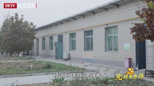 经过近10年的攻关,刘爱巧带领团队培育出了适合中国饲养环境的“京红1号”和“京粉1号”两个
