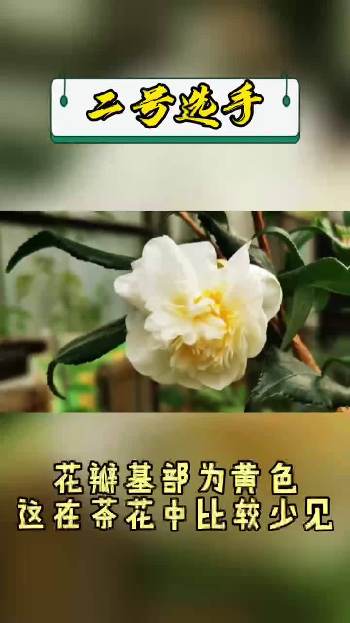 陕西省西安植物园4个茶花新品种等你取名啦~