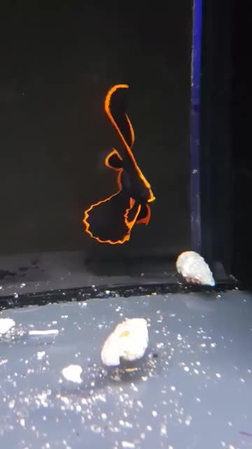 圆翅燕鱼又被称作 “红边蝙蝠”,幼鱼时期最为美丽,黑色的身体橘黄的边缘,就像一张快被烧成灰