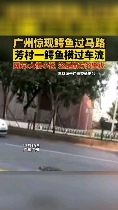 【广州街头惊现鳄鱼过马路?!警方回应→】前两天,一条鳄鱼在广州荔湾花地大道上横穿马路的视频