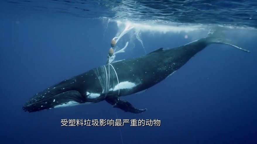 欢喜纪录片|数以万计的塑料流向了海洋,严重影响着海洋生态的安全[并不简单]面对茫茫大洋,人