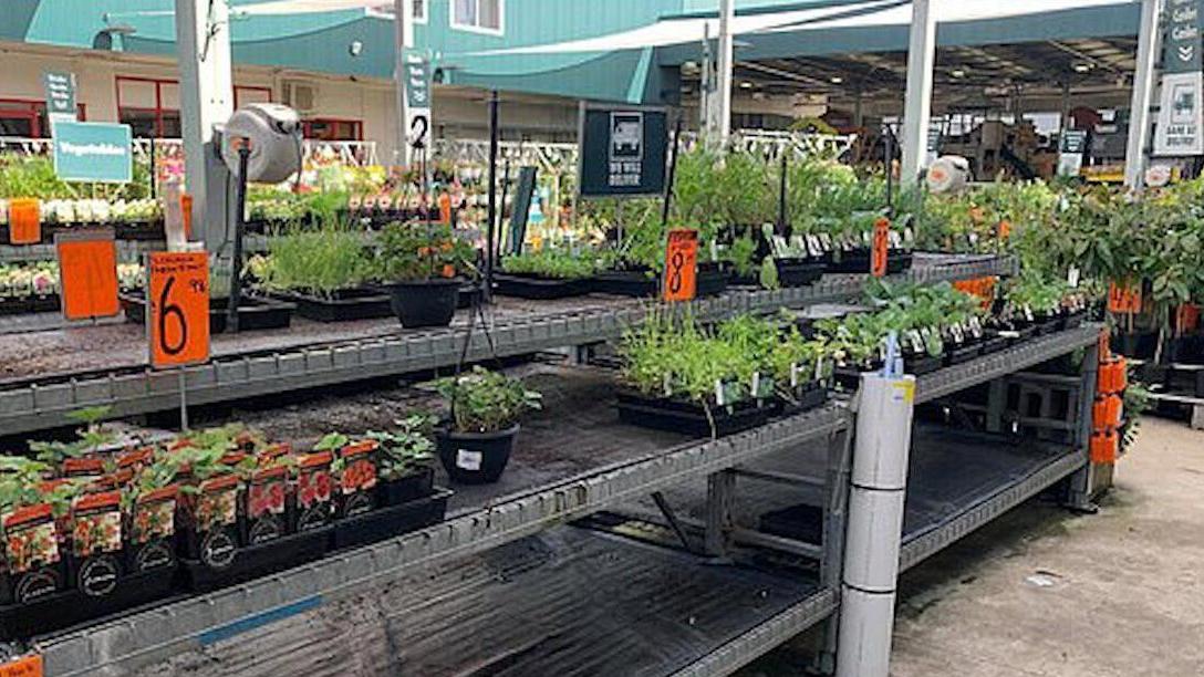 【物价暴涨自己种菜?澳大利亚人恐慌抢购蔬菜幼苗】当地时间3月22日,据《每日邮报》报道,澳