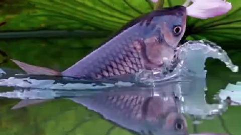 成都一荷塘鱼吃荷花,我只能说,这样的画面只能千年等一回吧 