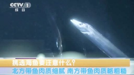 【哪种带鱼肉质更鲜美?南方带鱼和北方带鱼到底有啥区别?戳视频,专家教您辨别→】