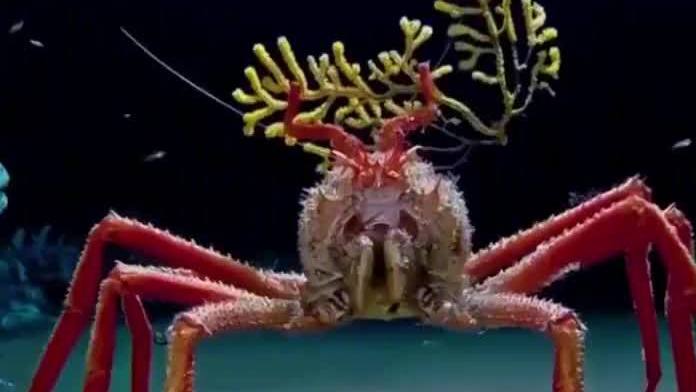 60秒看清海底世界,原来动画片不是骗人的~