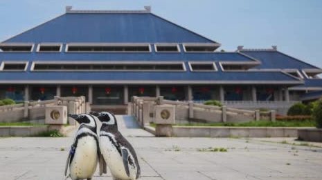 【两只小企鹅打卡黄鹤楼】4月8日,两只小企鹅打卡武汉知名地标。它们来自武汉海昌极地海洋公园