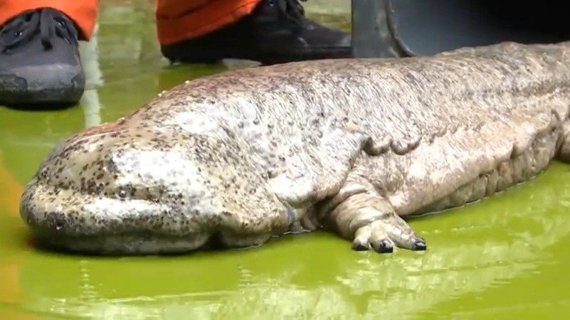 【罕见!千岛湖发现1米长大型娃娃鱼】11月26日,在杭州千岛湖中心湖水域,水上保洁员发现一