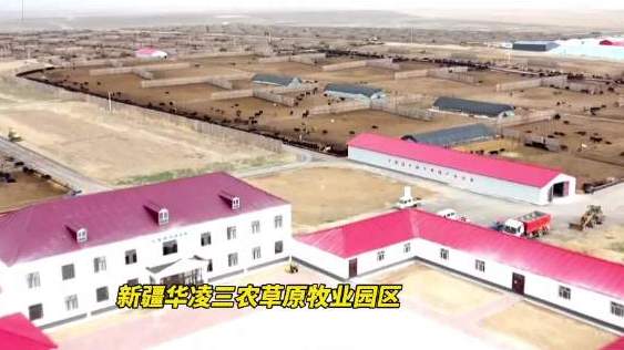 【你在新疆乌鲁木齐吃到的牛肉,可能来自这里!】9月的新疆,秋高气爽。25日,记者走进新疆华