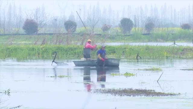 【湖北潜江小龙虾苗价翻倍,1斤20元仍一虾难求】在小龙虾主产区湖北潜江,往年均价10元每斤