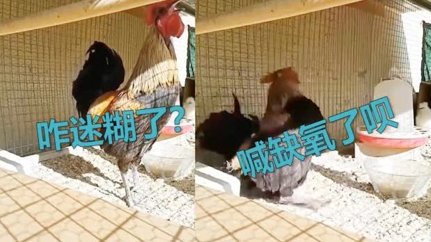 【敬业!公鸡打鸣一口气叫到缺氧,两腿一蹬头朝后栽倒在地上笑死人】近日,土耳其一位农场主拍到
