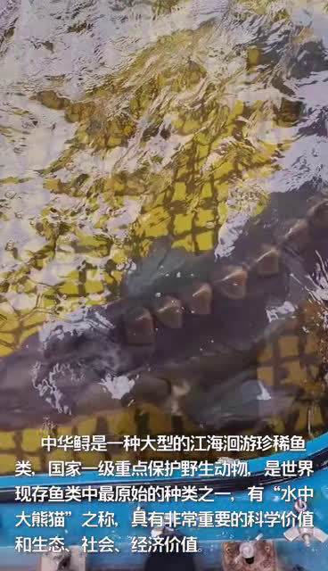 【欢迎中华鲟“回家”】近日,6尾中华鲟结束了在境外科普展示和保育研究的光荣使命,经深圳文锦