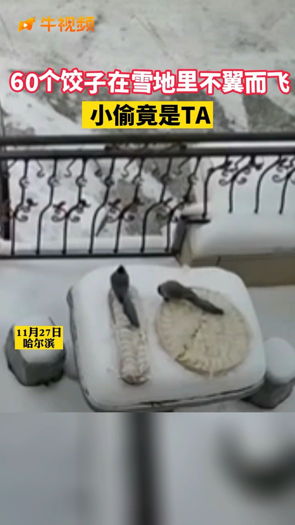 【太能吃了!东北室外冻饺子被喜鹊叼走 60个饺子一小时吃完】11月27日,哈尔滨,网友家里