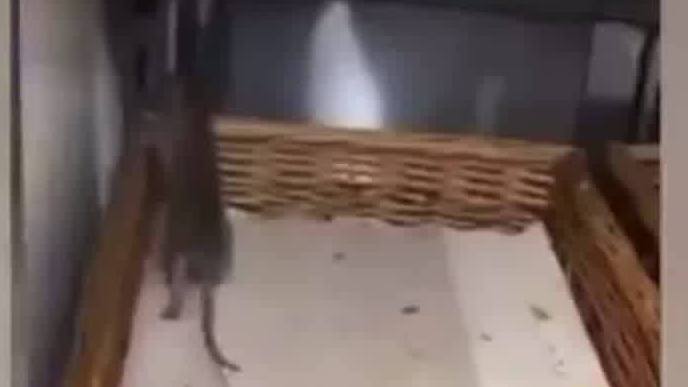 【可怕!伦敦一商店内惊现两只大老鼠在牛角面包上爬来爬去】据英国《每日邮报》3日报道,近日英