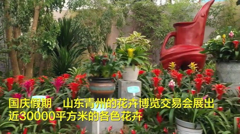 #国庆中秋双节同庆# 【能拍出香气、和鱼养在一起……青州花博会上的这款绿植有点神奇】国庆假