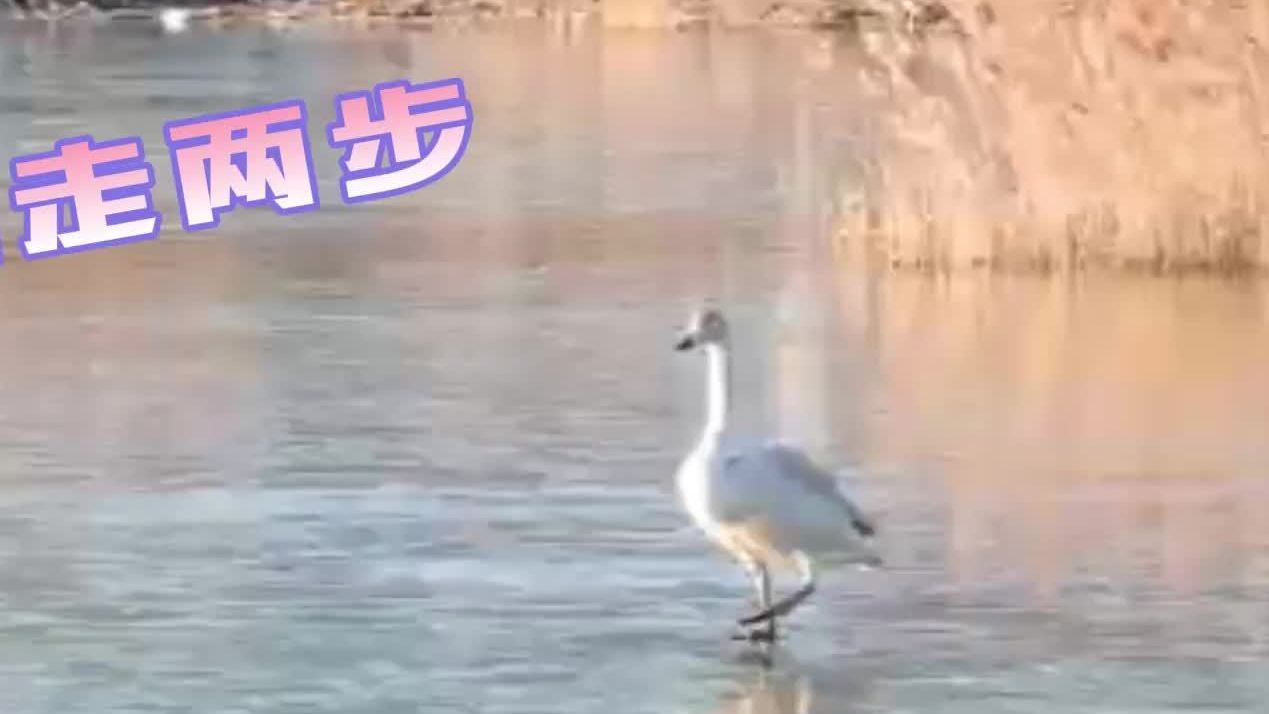 近日,7只大天鹅在旅顺老虎尾的水塘里成为冬日里难得一见的人与自然和谐共生的美丽图景。据摄影