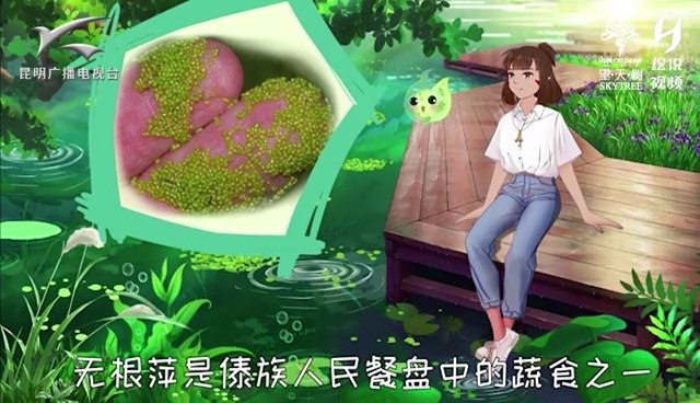 【这种花需要显微镜才能看到!世界上最小的开花植物——无根萍】今天距离COP15在昆明举行还