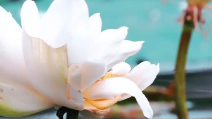 太美了,“鱼吃荷花”奇景,这画面百年难得一遇!