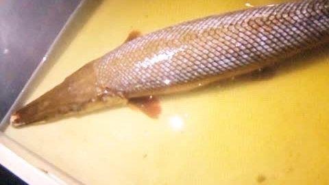 【鱼塘数千条鱼神秘消失,竟都被一条1米多长的“怪鱼”吃了[惊哭]】重庆高新区,有人在鱼塘钓