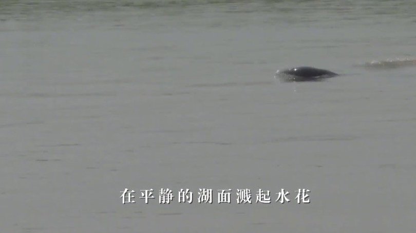 【可爱!鄱阳湖频现江豚】近日,记者同江西省公安、渔政、候鸟保护等部门组成的联合巡逻执法队,