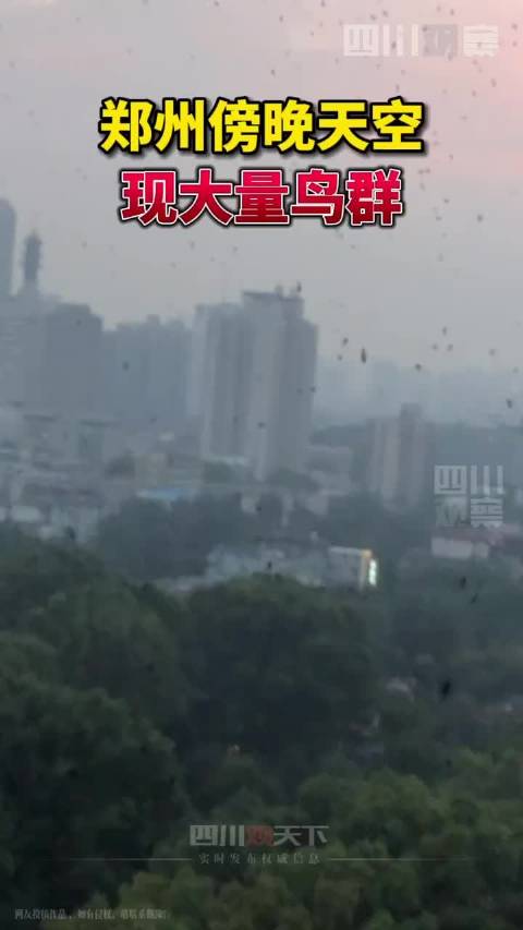 【郑州傍晚天空现密密麻麻鸟群】10月20日,河南郑州。有网友拍到:郑州傍晚天空现大量鸟群,