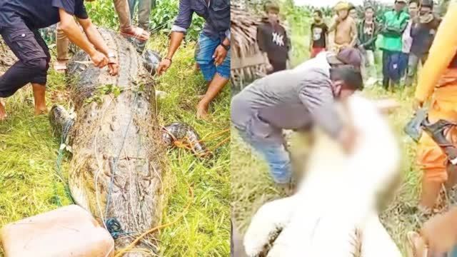 【8岁儿童惨遭鳄鱼一口吞下 民众抓捕后当场切剖取出孩子 现场曝光】 当地时间3日,印尼一位