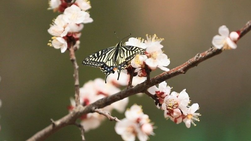 #文化陕西#【最美非遗黄陵面花】#清明节#