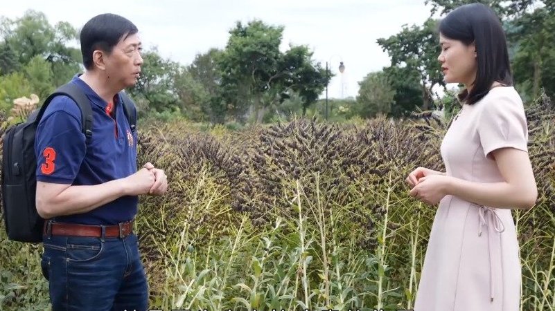 【“百草园里识百草”,专家讲解板蓝根】“原来板蓝根也有南北之分”“原来日常服用的板蓝根是菘