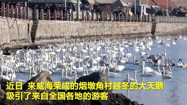 #冬游齐鲁# 近日,在威海荣成的烟墩角村,来此越冬的大天鹅吸引了来自全国各地的游客,这些白