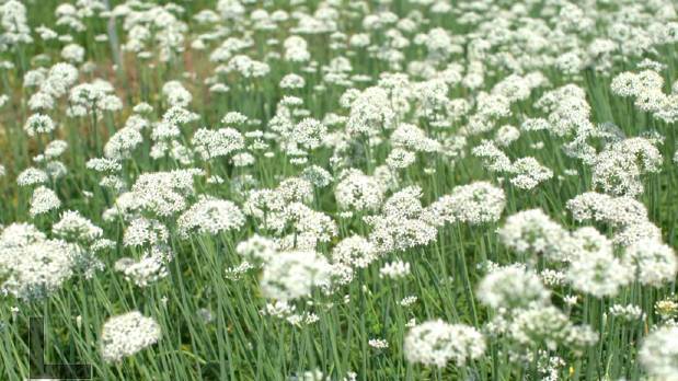 【山东韭菜能长一米多高!实拍山东青岛千亩韭菜花开白如雪】山东青岛灵山镇有一片黑土地,这里三