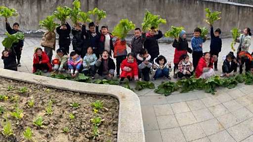 【小学生收获亲手种植的大白菜 老师:让孩子体验种瓜得瓜种豆得豆】1月21日,四川成都金堂县
